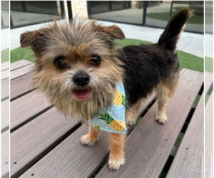 Australian Terrier-Unknown Mix Dogs for adoption in Canton, CT, USA