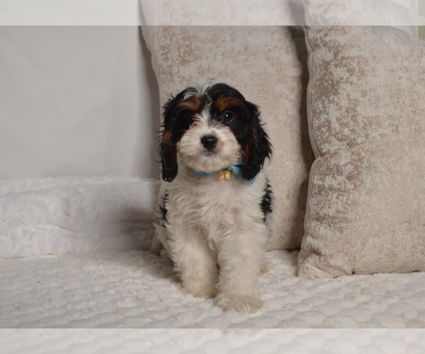 Medium Photo #16 Cavapoo Puppy For Sale in CHRISTIANA, PA, USA