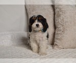 Small #15 Cavapoo