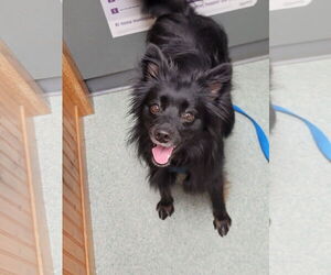 Pogo - Male Pomsky Dog for Adoption - Photo #9