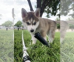 Small Photo #1 Siberian Husky Puppy For Sale in AMARILLO, TX, USA
