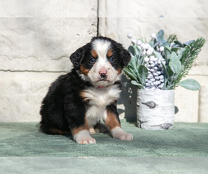 Medium Bernese Mountain Dog