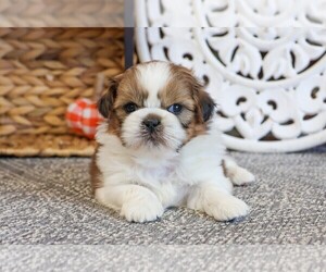 Shih Tzu Puppy for Sale in SYRACUSE, Indiana USA