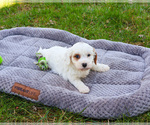 Small #8 Cavapoo (Miniature)