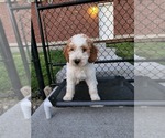 Small Photo #24 Poodle (Standard) Puppy For Sale in MOORES HILL, IN, USA