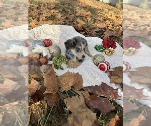 Australian Shepherd-German Shepherd Dog Mix Puppy for sale in PERKINSTON, MS, USA