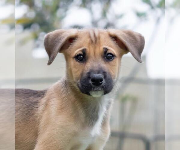 Medium Photo #5 Boxer-Unknown Mix Puppy For Sale in San Diego, CA, USA