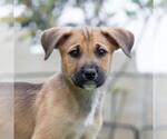 Small #4 Boxer Mix