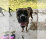 Small #1 Boxer