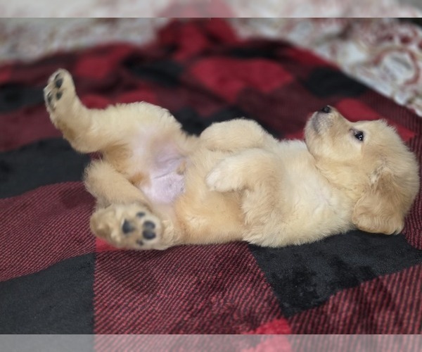 Medium Photo #14 Goldendoodle Puppy For Sale in DUBLIN, TX, USA