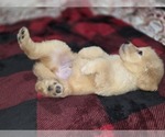 Small #13 Goldendoodle
