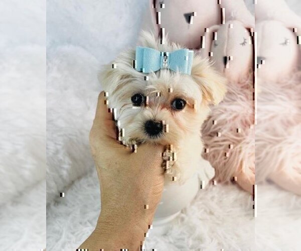 Medium Photo #16 Morkie Puppy For Sale in ORLANDO, FL, USA