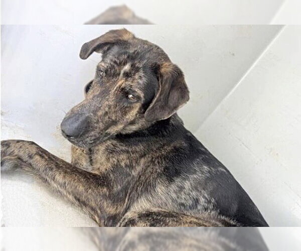 Medium Photo #1 Catahoula Leopard Dog Puppy For Sale in Houston, TX, USA