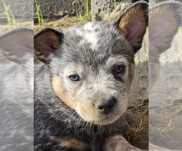 Medium Photo #4 Australian Cattle Dog Puppy For Sale in WATERBURY, VT, USA