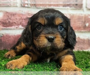 Cavalier King Charles Spaniel Puppy for sale in CLARK, MO, USA