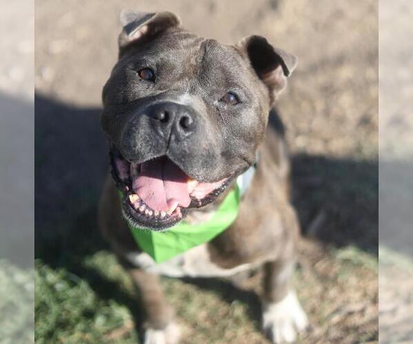 Medium Photo #1 American Staffordshire Terrier-Unknown Mix Puppy For Sale in San Antonio, TX, USA