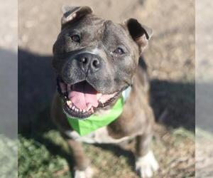 American Staffordshire Terrier-Unknown Mix Dogs for adoption in San Antonio, TX, USA