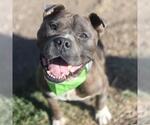 Small American Staffordshire Terrier Mix