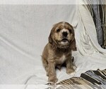 Small #6 English Cocker Spaniel