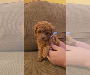 Poodle (Toy) Puppy for sale in OXNARD, CA, USA