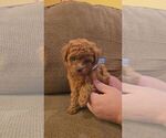 Small Poodle (Toy)