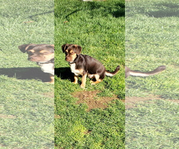 Medium Photo #6 Daug Puppy For Sale in Escondido, CA, USA