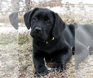 Labrador Retriever Puppy for sale in MISHAWAKA, IN, USA