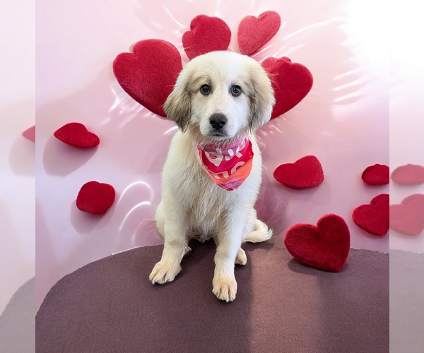 Medium Photo #3 Great Pyrenees Puppy For Sale in Vail, AZ, USA