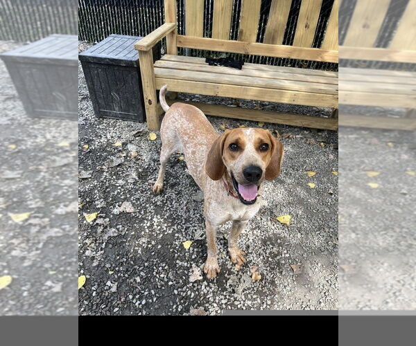 Medium Photo #3 Mutt Puppy For Sale in Elmsford, NY, USA