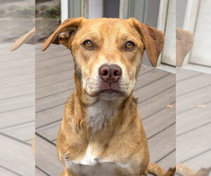 Ruby - Female Mastiff-Siberian Husky Mix Dog for Adoption