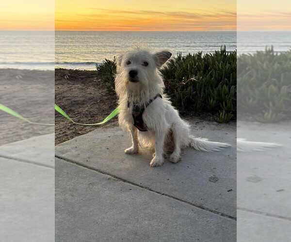 Medium Photo #2 Mutt Puppy For Sale in San Diego, CA, USA