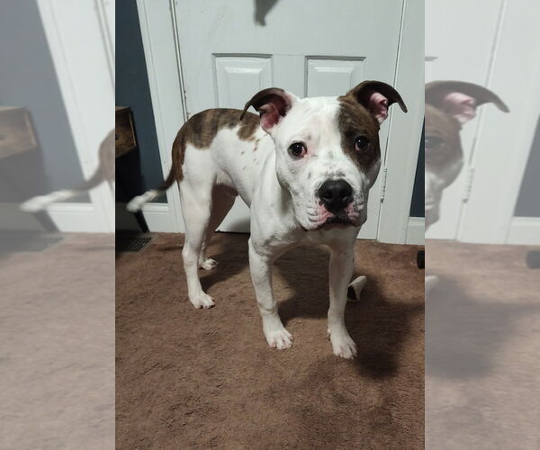 Medium Photo #12 Mutt Puppy For Sale in Minneapolis, MN, USA