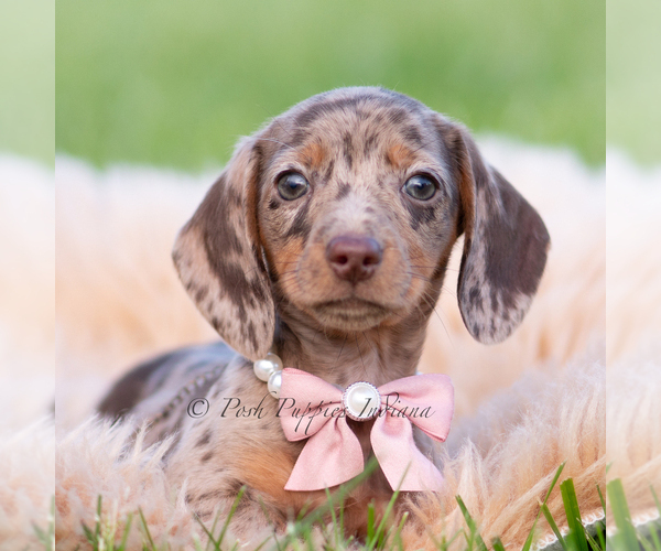 Medium Photo #2 Dachshund Puppy For Sale in WARSAW, IN, USA