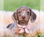 Small #1 Dachshund