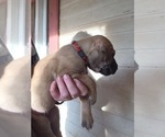 Small Photo #4 Irish Dane Puppy For Sale in BURLESON, TX, USA