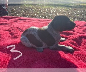 German Shorthaired Pointer Puppy for sale in BONIFAY, FL, USA