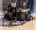 Small #9 Mutt