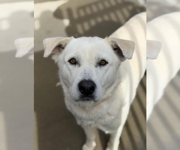 Medium Photo #1 Labrador Retriever-Unknown Mix Puppy For Sale in Santa Maria, CA, USA