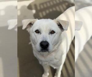 Labrador Retriever-Unknown Mix Dogs for adoption in Santa Maria, CA, USA