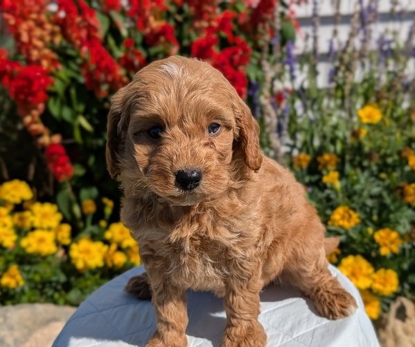 Medium Photo #1 Goldendoodle (Miniature) Puppy For Sale in GOSHEN, IN, USA
