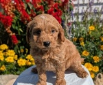 Puppy Nika Goldendoodle (Miniature)