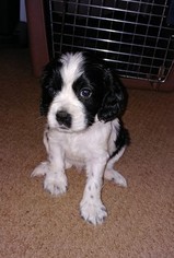 Cocker Spaniel Puppy for sale in YORK SPRINGS, PA, USA