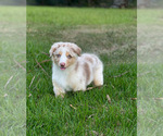 Small Photo #4 Australian Shepherd Puppy For Sale in WESLEY CHAPEL, FL, USA