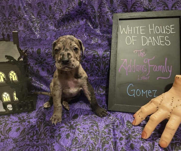 Medium Photo #1 Great Dane Puppy For Sale in BATAVIA, NY, USA