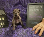 Puppy Gomez Great Dane
