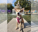 Small #5 American Pit Bull Terrier-Huskies  Mix