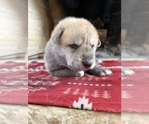 Medium German Shepherd Dog-Wolf Hybrid Mix