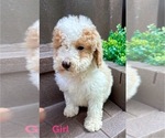 Small #5 Poodle (Miniature)