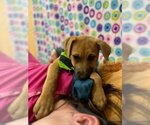 Small Photo #1 Labrador Retriever Puppy For Sale in Orangeburg, SC, USA