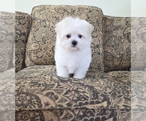 Maltese Puppy for sale in SANTA CLARITA, CA, USA